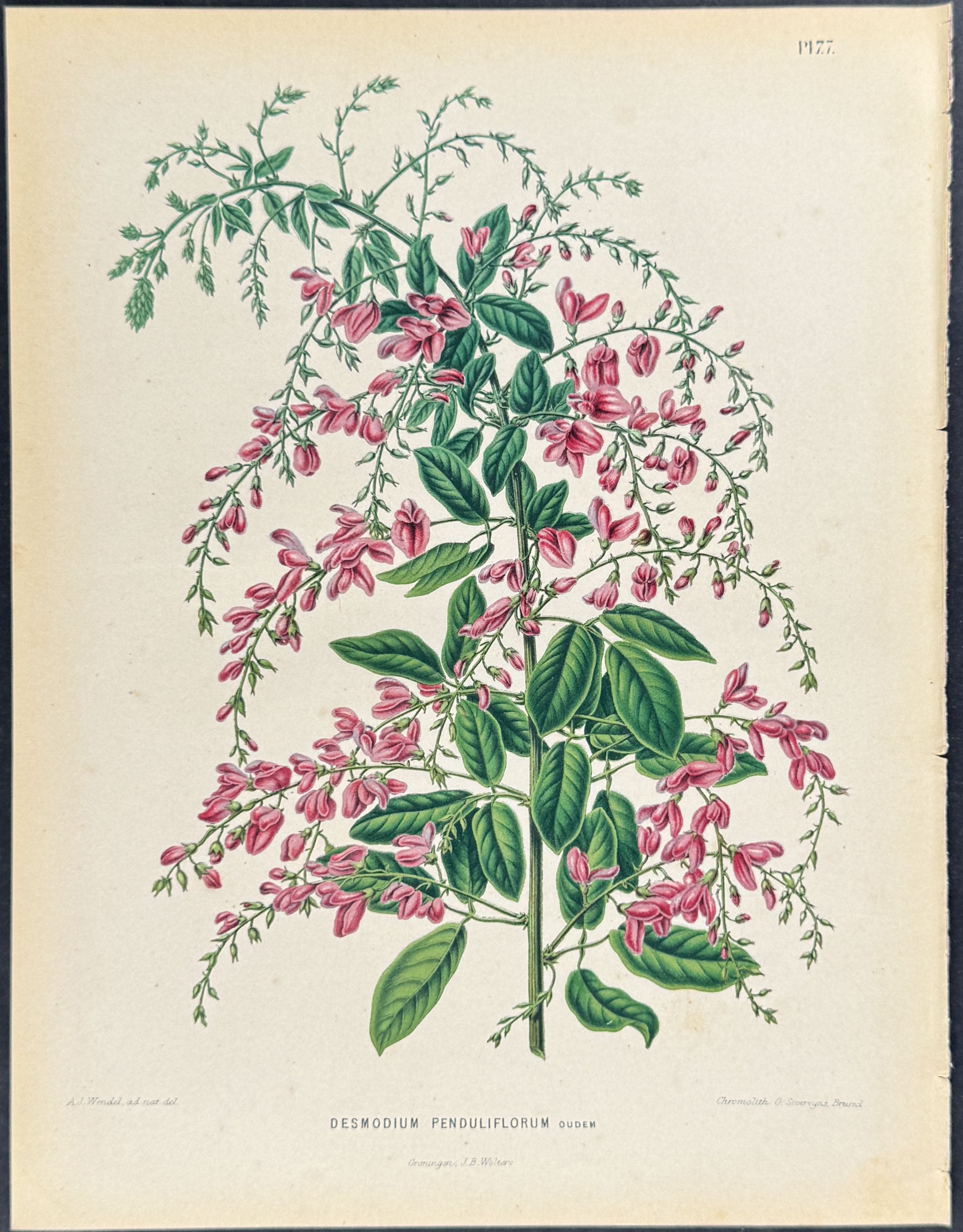 Flower (Desmodium penduliflorum)