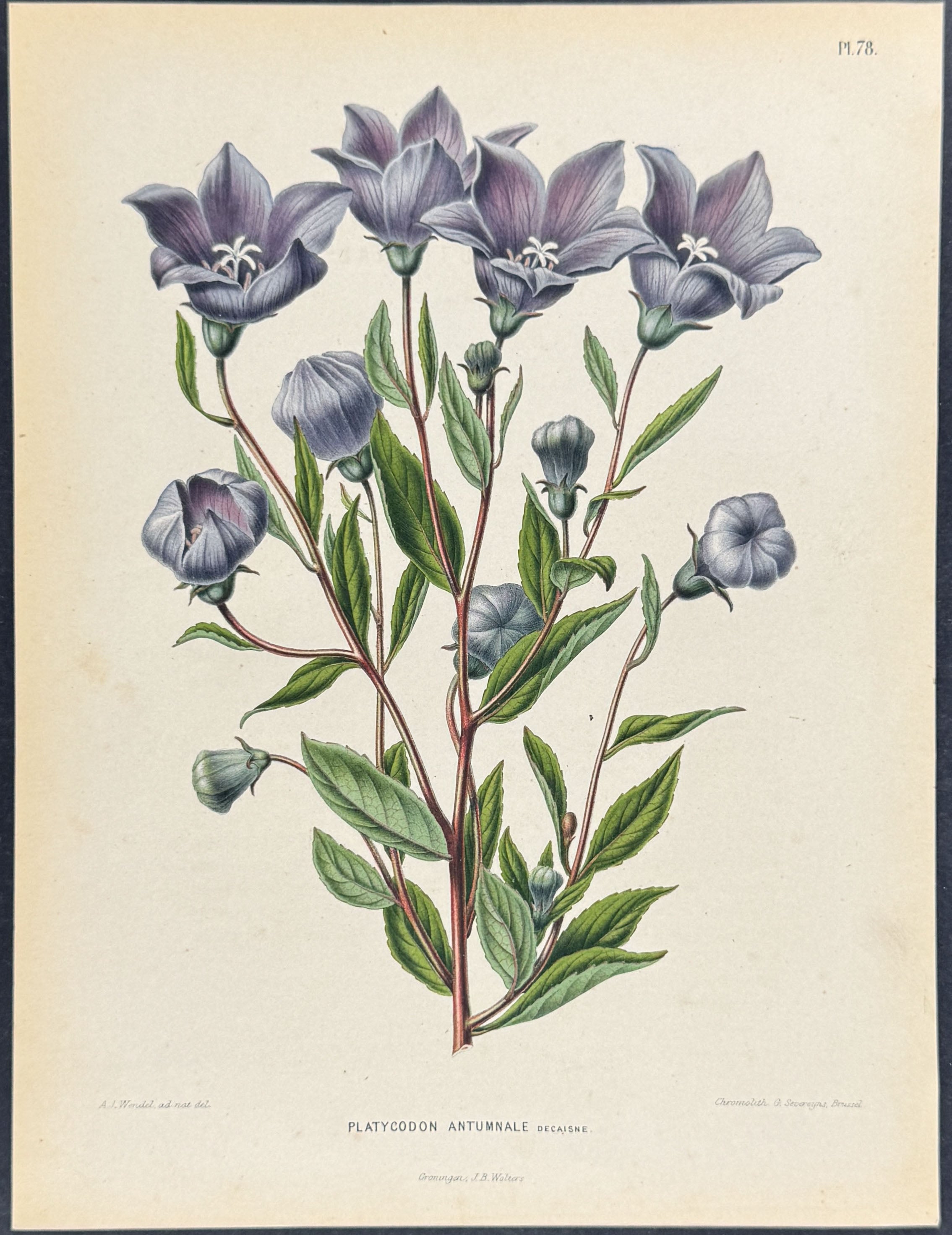 Balloon Flower