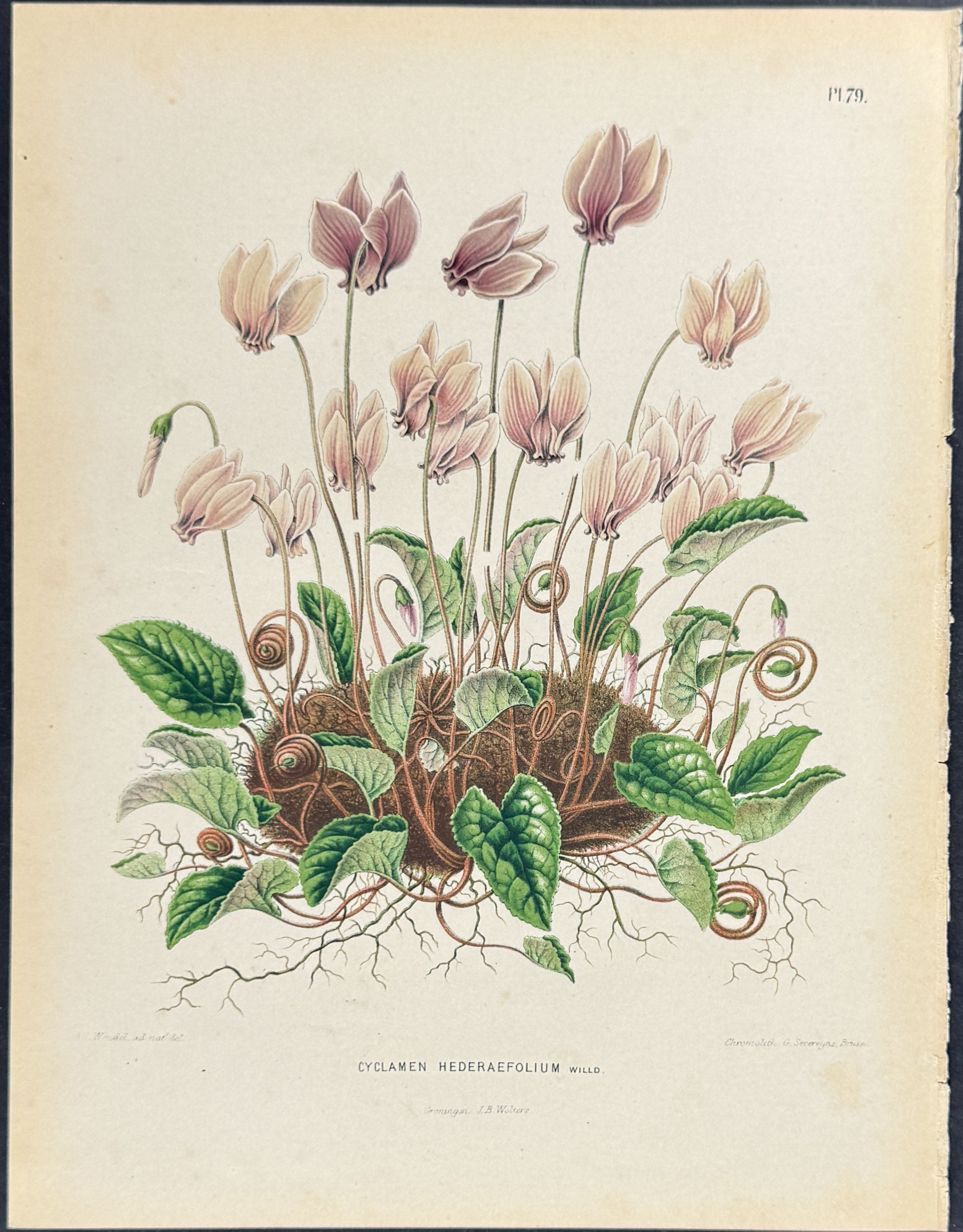 Cyclamen