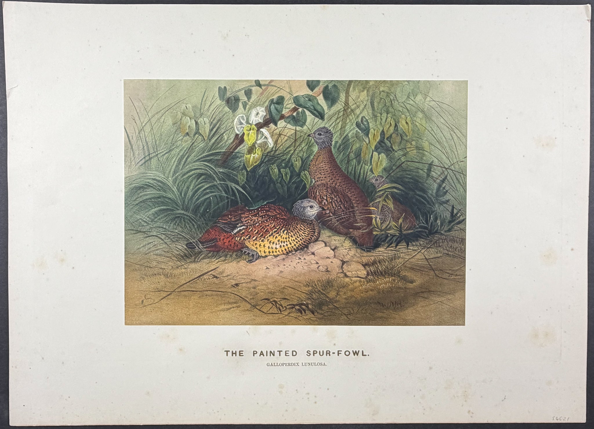 Painted Spur-Fowl (Galloperdix lunulosa)