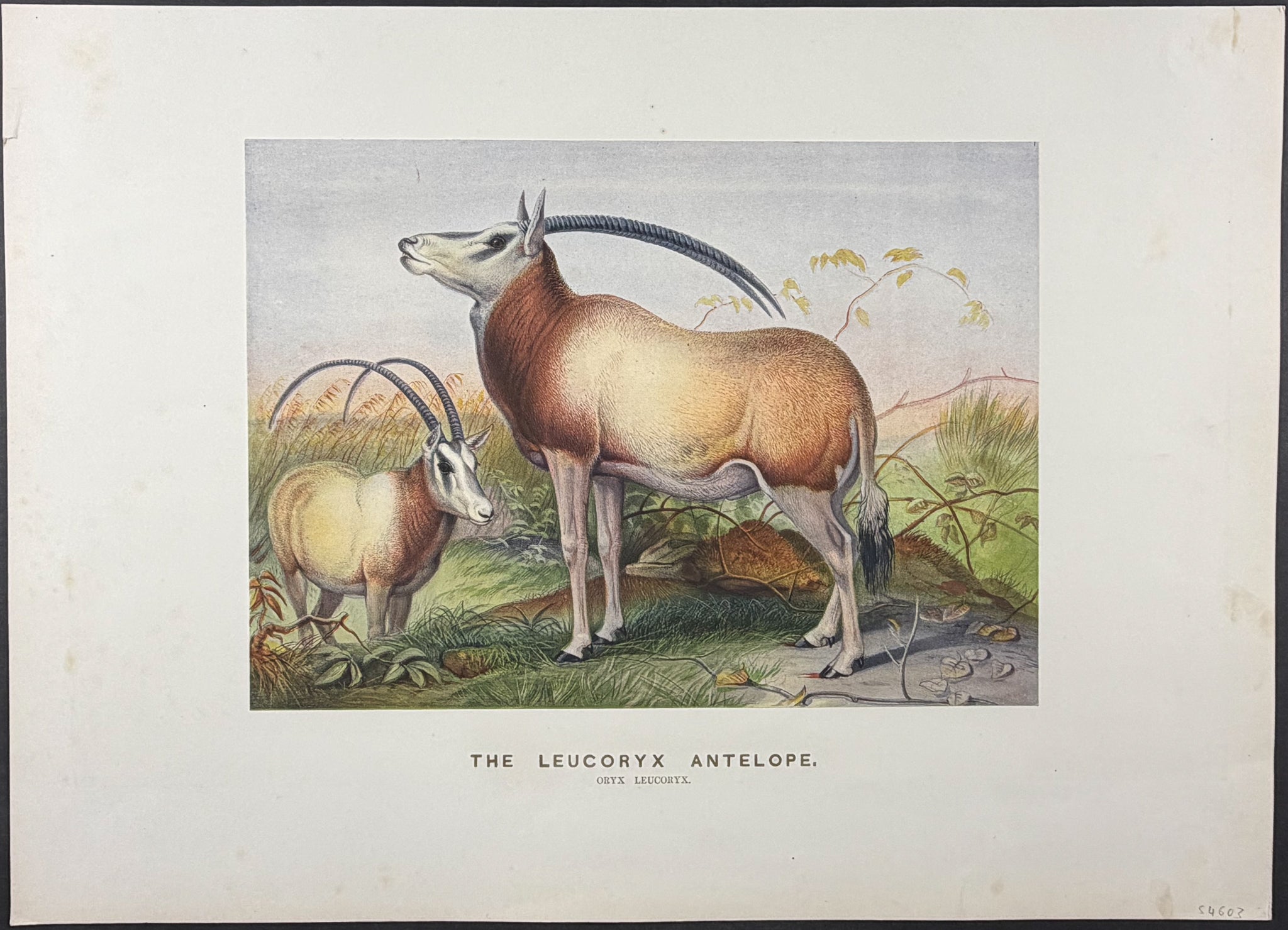 Leucoryx Antelope (Oryx leucoryx)