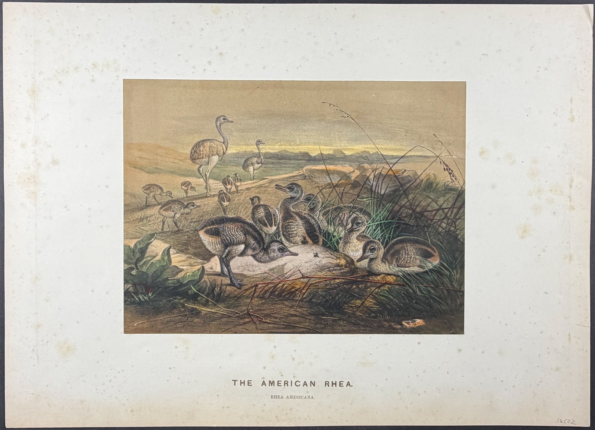 American Rhea (Rhea americana