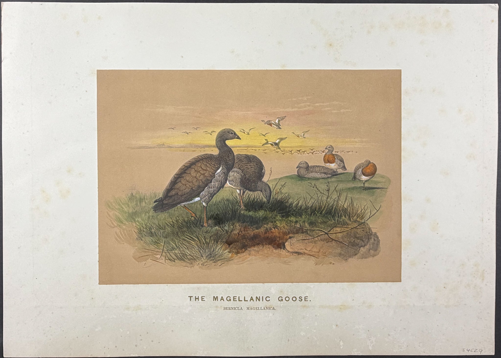 Magellanic Goose (Bernicla magellanica)