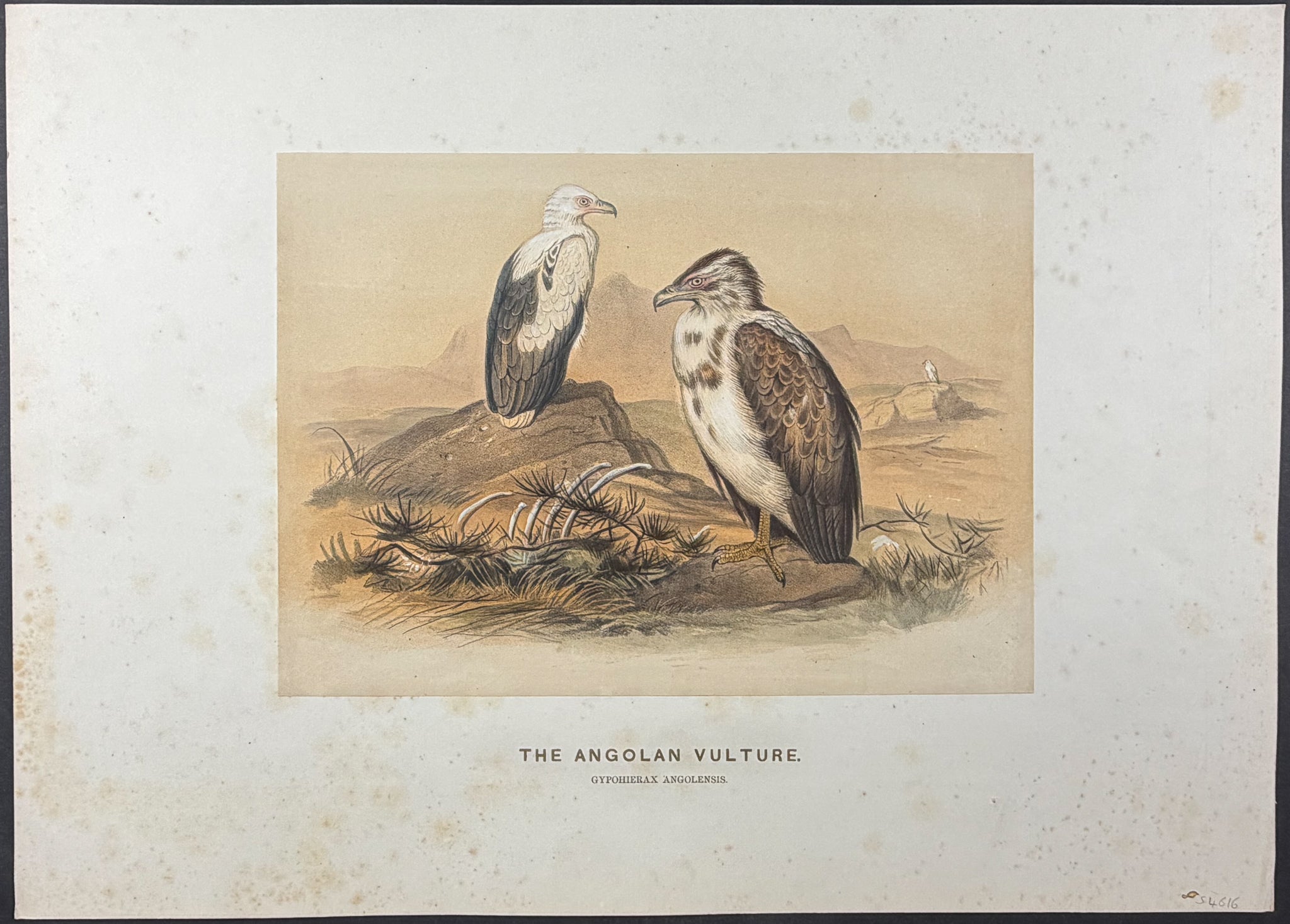 Angolan Vulture (Gypohierax angolensis)