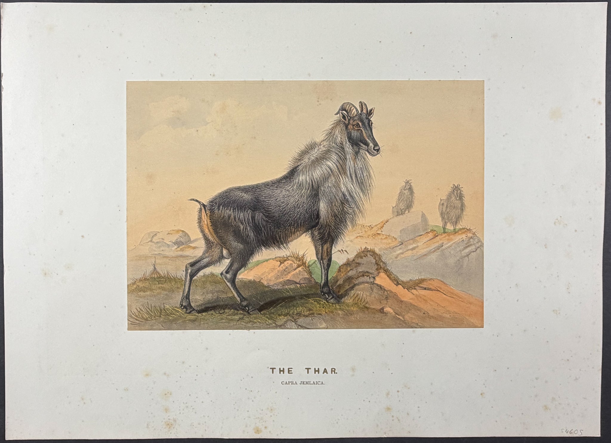 Thar (Capra jemlaica)