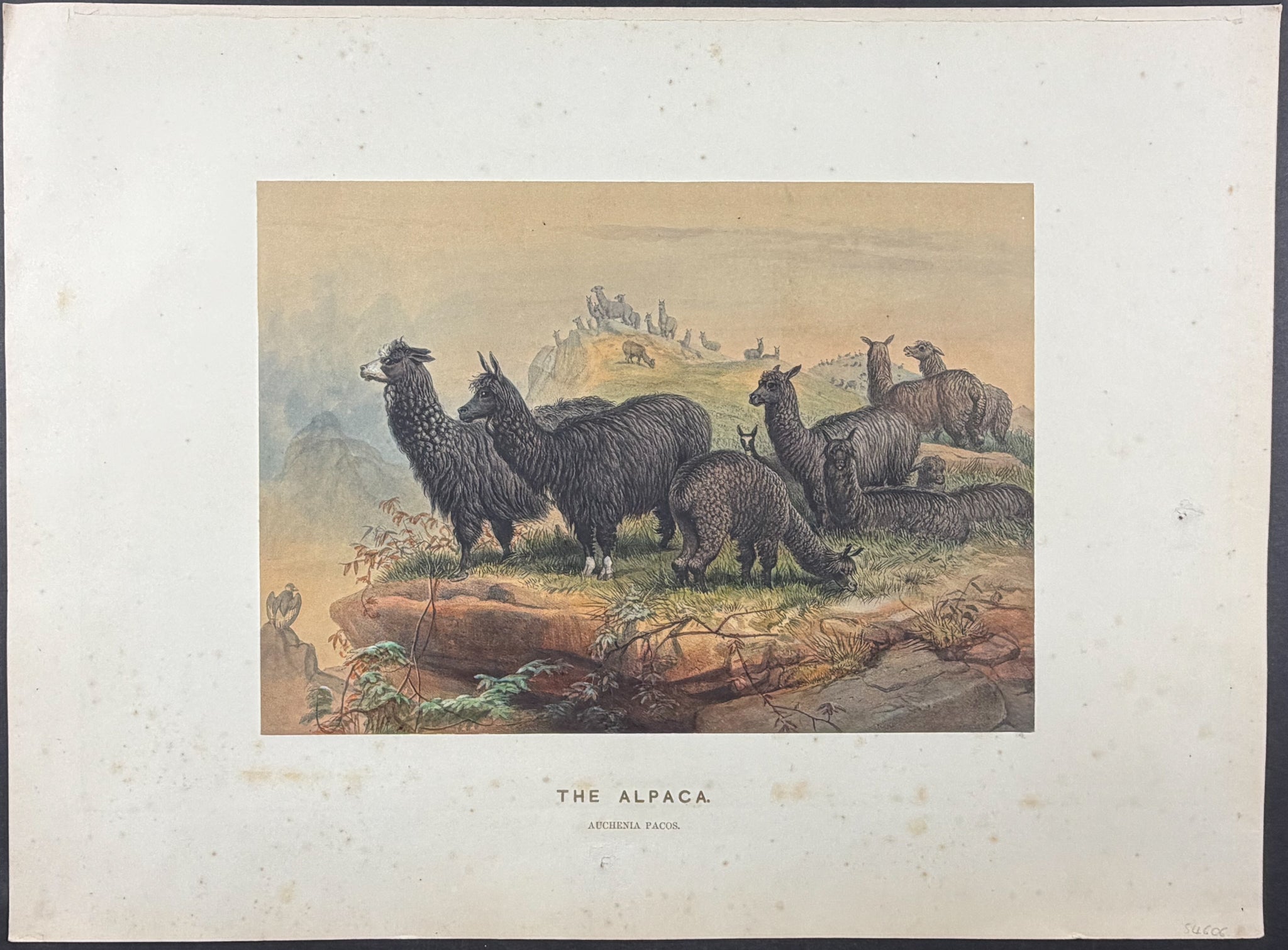 Alpaca (Auchenia pacos)