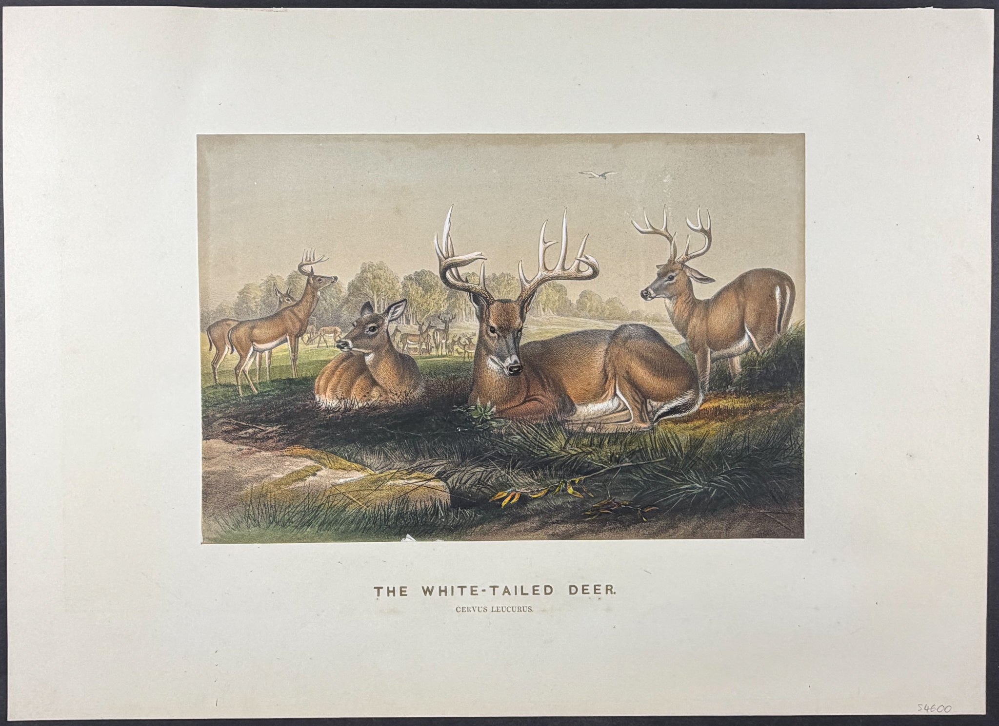 White-Tailed Deer (Cervus leucurus)