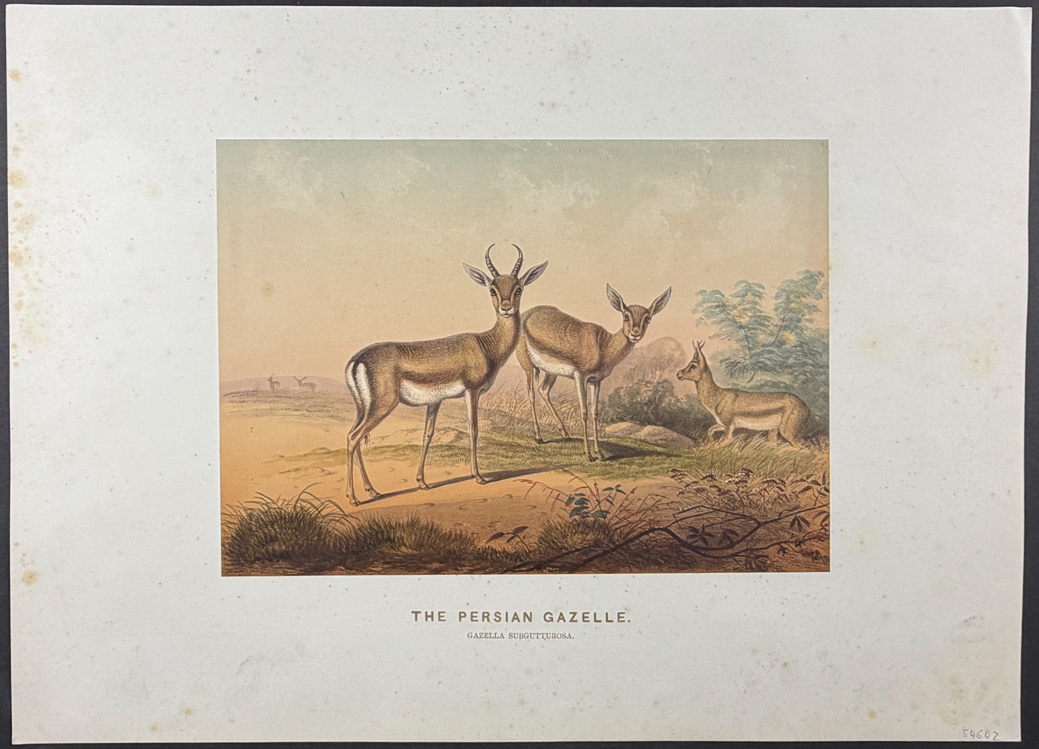 Persian Gazelle (Gazella subgutturosa)