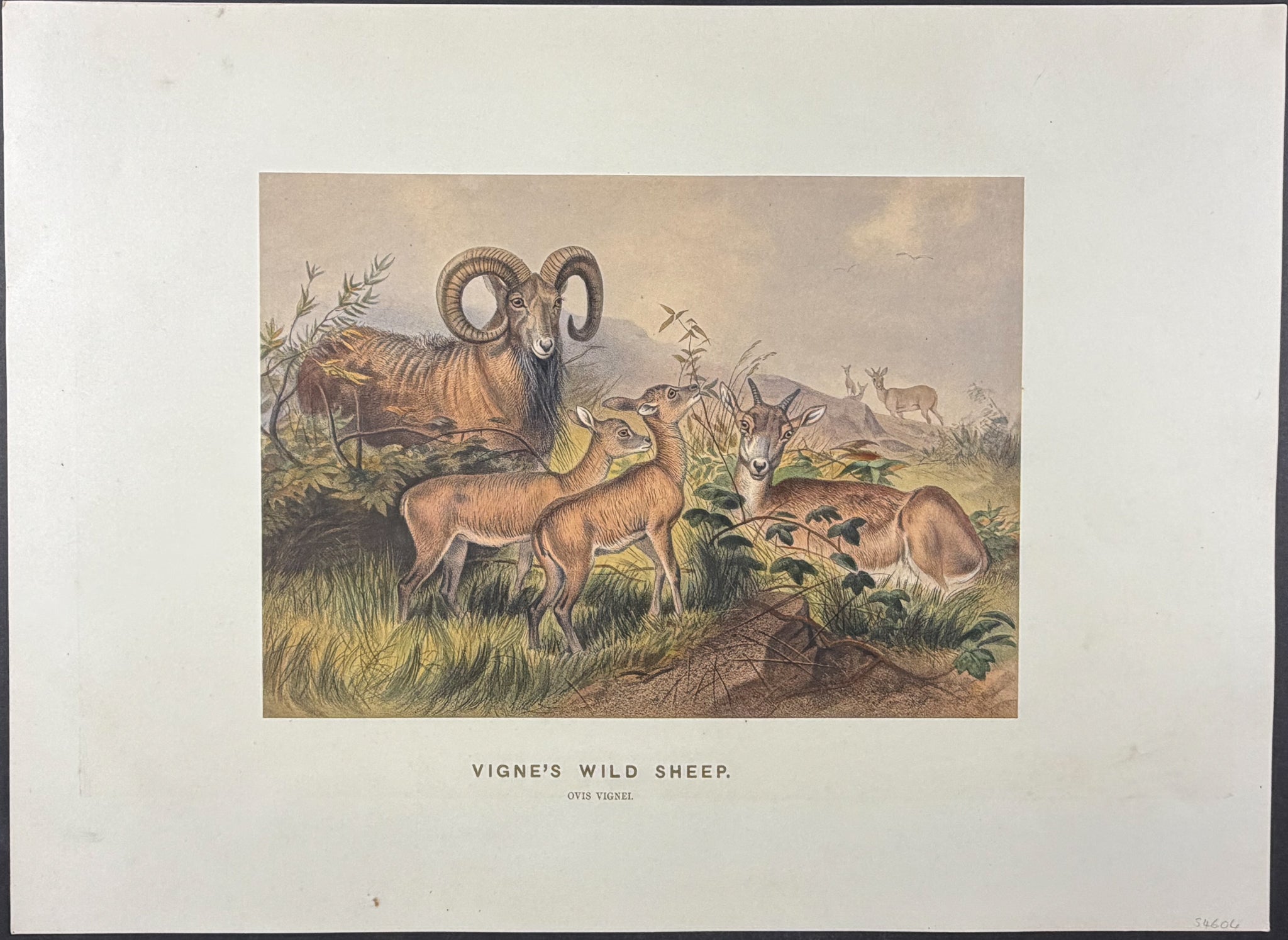 Vigne's Wild Sheep (Ovis vignel)